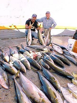 Yellowtail caught aboard Jose Andres, Sea of Cortez, Baja California, Mexico.