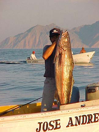 White seabass caught on Sea of Cortez, Baja California, Mexico.