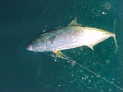 Yellowtail caught at Midriff Islands, Sea of Cortez, Mexico.