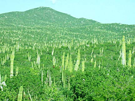 Photo of Cardons near Todos Santos, Baja California Sur, Mexico.