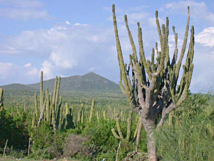 Photo of Cardons near Todos Santos, Baja California Sur, Mexico.