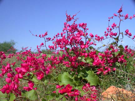 Photo of San Miguelito, or mountain bougainvillea, near Santiago, East Cape, Baja California Sur, Mexico.