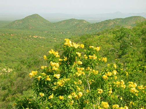 Photo of Copa de Oro flowers near San Antonio, Baja California Sur, Mexico.