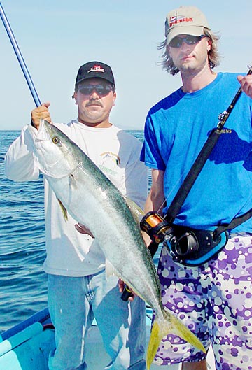 Yellowtail caught at Loreto, Mexico.