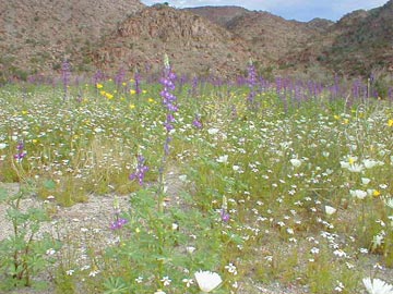 Desert wildflowers near Bahia de los Angeles, Mexico.