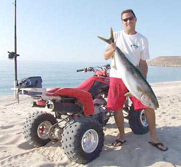 Yellowtail caught from the beach at San Francisquito, Mexico.