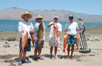 Red snappers caught at Bahia de los Angeles, Mexico.