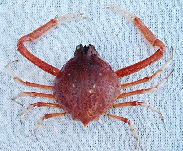 Cabo San Lucas, Mexico, Unidentified Crab Photo 3