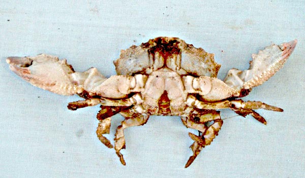 Cabo San Lucas, Mexico, Unidentified Crab Photo 8