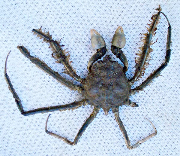 Cabo San Lucas, Mexico, Unidentified Crab Photo 9