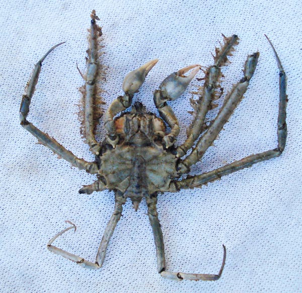 Cabo San Lucas, Mexico, Unidentified Crab Photo 10