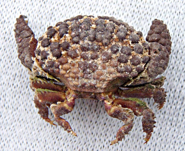 Cabo San Lucas, Mexico, Unidentified Crab Photo 11