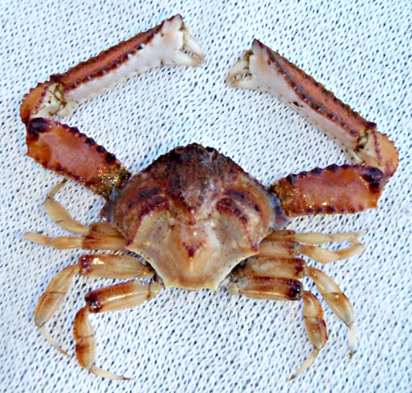 Cabo San Lucas, Mexico, Unidentified Crab Photo 13