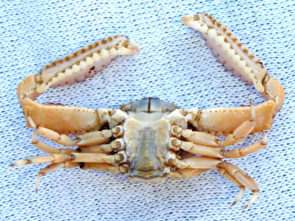 Cabo San Lucas, Mexico, Unidentified Crab Photo 14