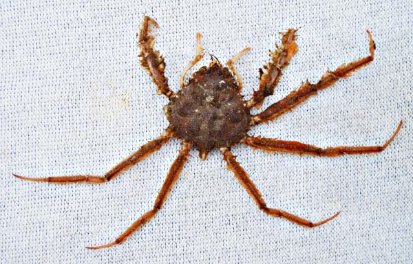 Cabo San Lucas, Mexico, Unidentified Crab Photo 15