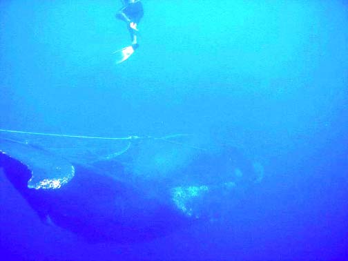Photo of trapped whale, Cabo San Lucas, Mexico.