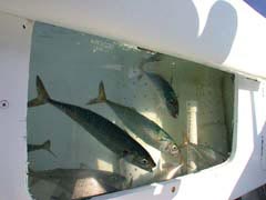 Cabo San Lucas Crusier Bait Tank.