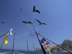 Frigate Birds at Cabo San Lucas.