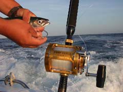 Hooking Mackerel Bait at Cabo San Lucas.