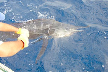 Striped marlin being released at Cabo San Lucas, Mexico.