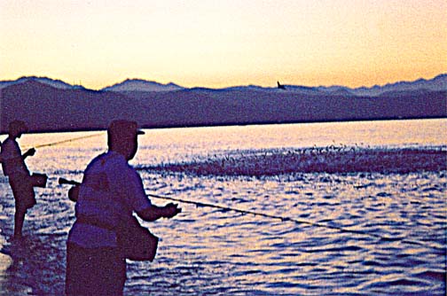 Bait fish erupt from the water at East Cape, Mexico.