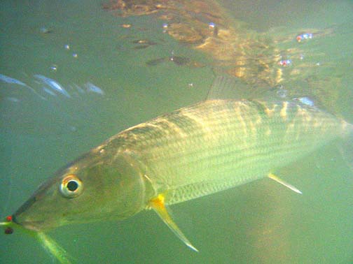 Photo bonefish, caught at East Cape, Mexico.