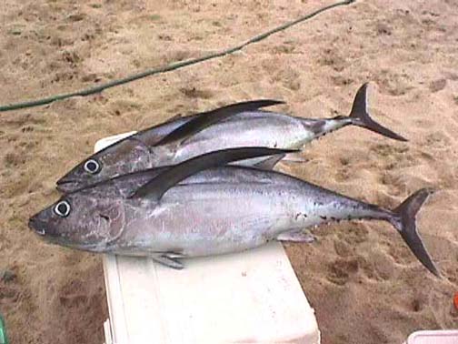 Photo of albacore tuna caught at East Cape, Baja California Sur, Mexico.