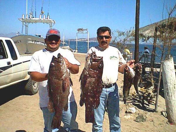 Baqueta, Gulf Coney, Rooster Hind fish picture 4