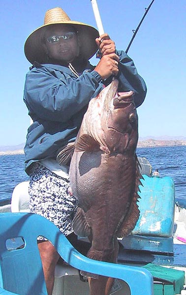 Baqueta, Gulf Coney, Rooster Hind fish picture 3