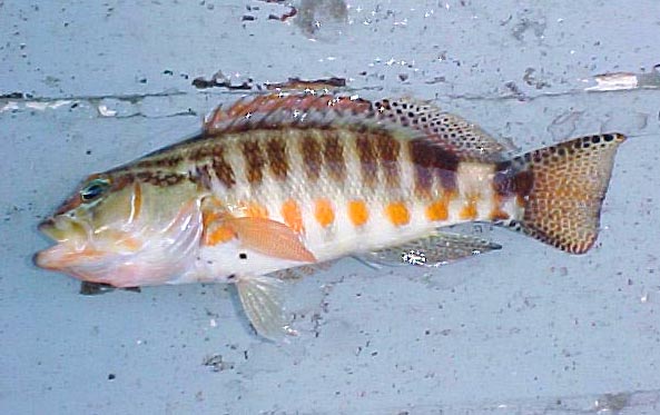 Barred Serrano fish picture 4