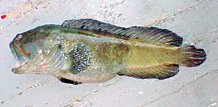 Giant Jawfish or Bigmouth Bastard fish pictureo 3