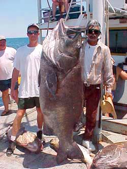 Black Sea Bass fish picture 2