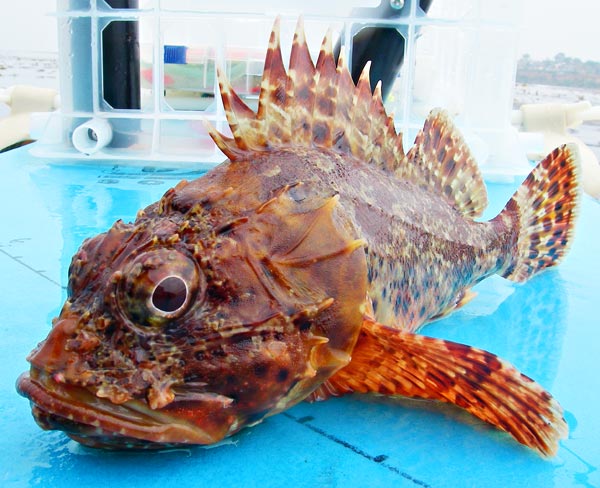 California Scorpionfish picture 2