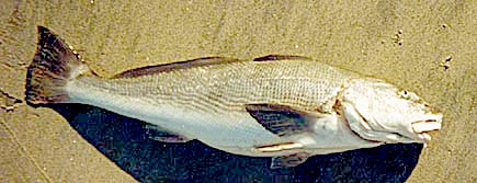 California Corbina fish picture 3