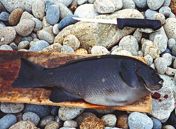 California Opaleye fish picture 1