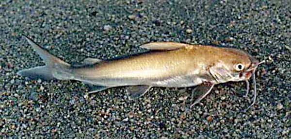 Chili Sea Catfish picture 2