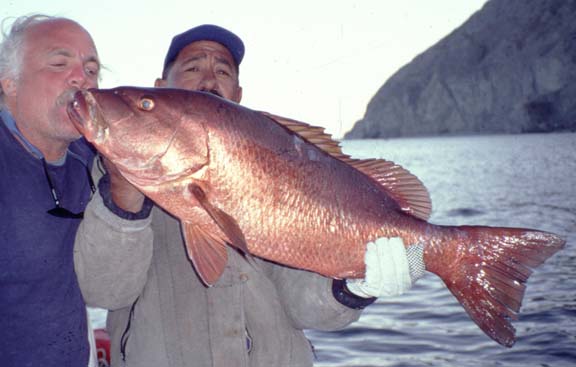 Dog Snapper fish picture 5
