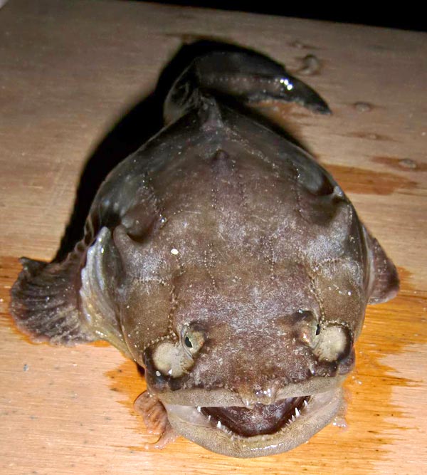 Darkedge Midshipman fish picture 6