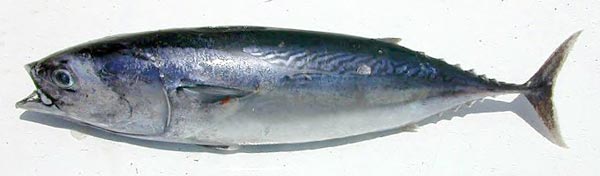 Frigate Tuna fish picture 2