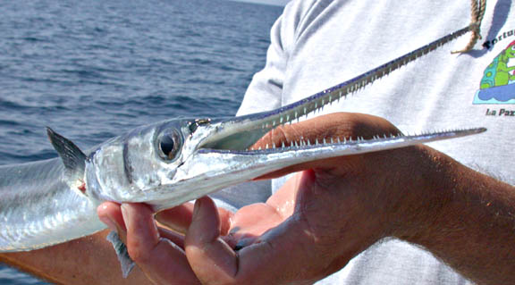 Giant Mexican Needlefish picture 9