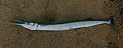 Giant Mexican Needlefish picture 5