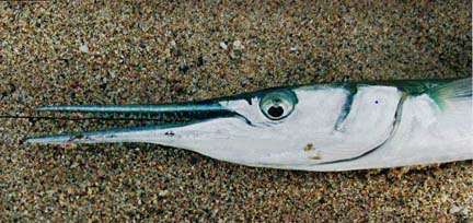 Giant Mexican Needlefish picture 6