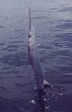 Giant Mexican Needlefish picture 7