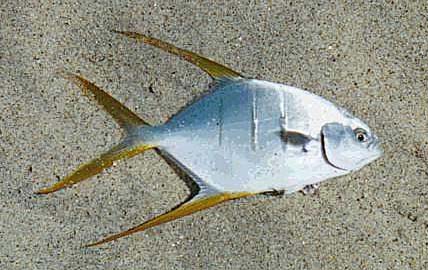 Gafftopsail Pompano fish picture 2