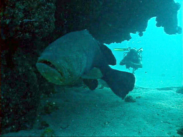giant jewfish