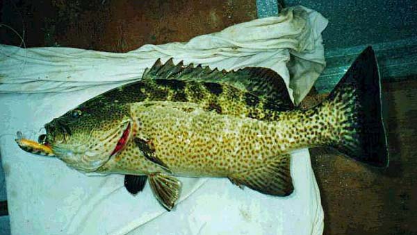 Leopard Grouper or Golden Grouper fish picture 10