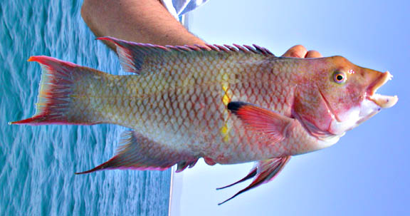 Mexican Hogfish picture 7