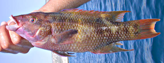 Mexican Hogfish picture 8