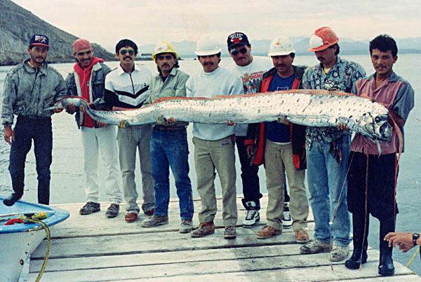 Oarfish picture 1