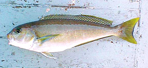 Ocean Whitefish picture 4
